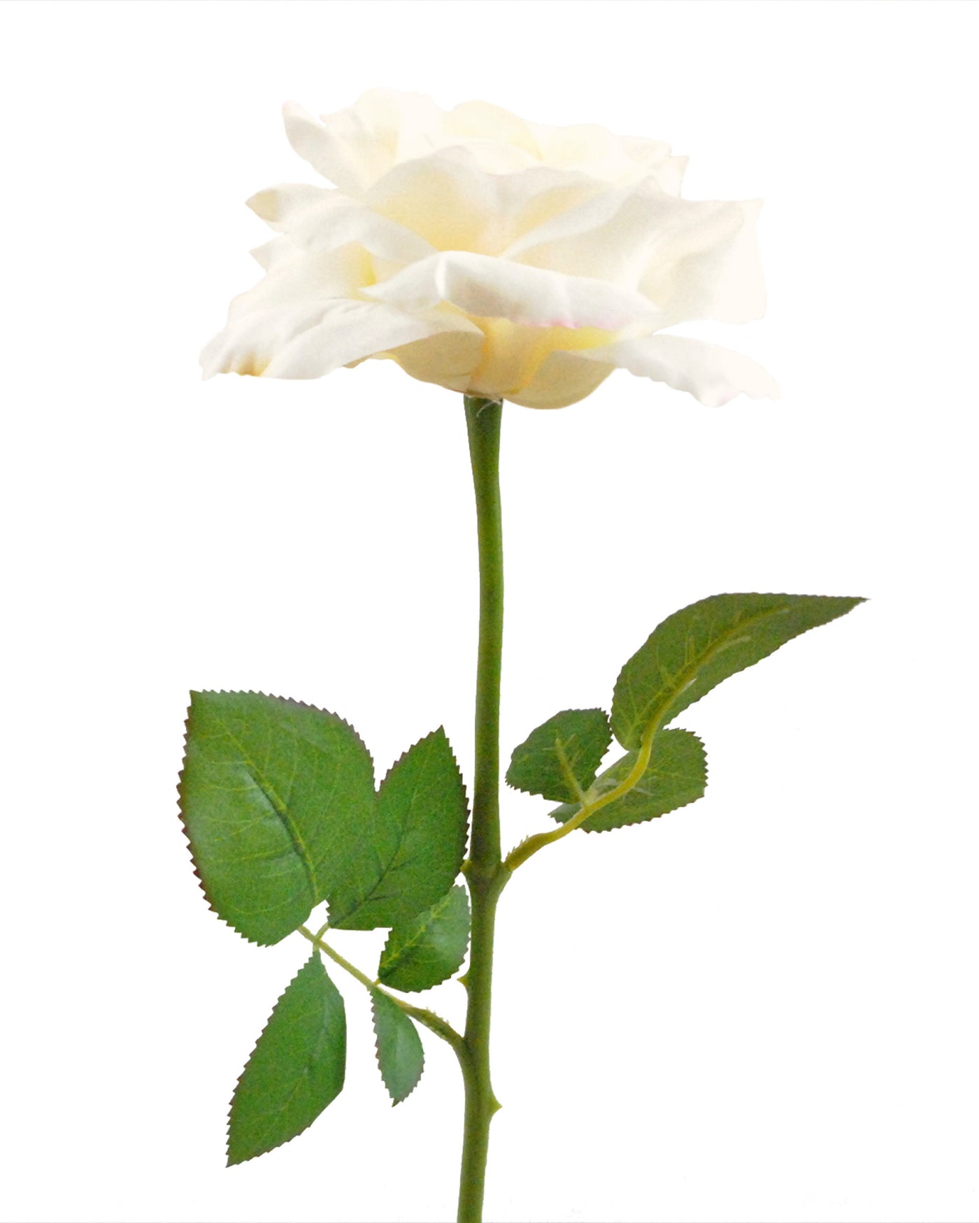 FLOWER OPEN ROSE CREAM S/6